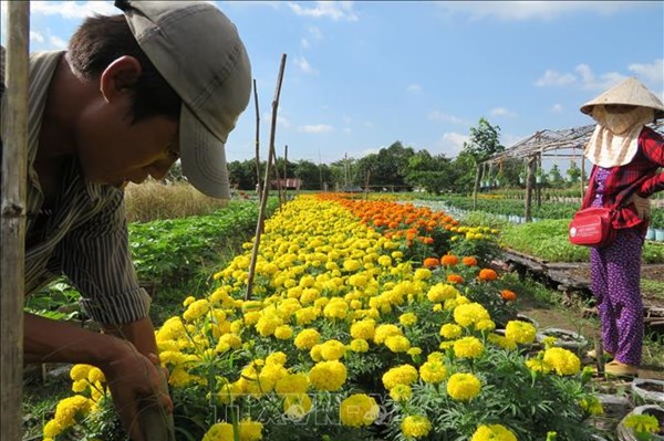Cần Thơ lượng hoa cảnh phục vụ tết giảm, giá không tăng