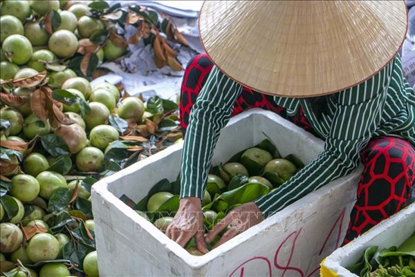 Giá vú sữa tại Cần Thơ giảm mạnh