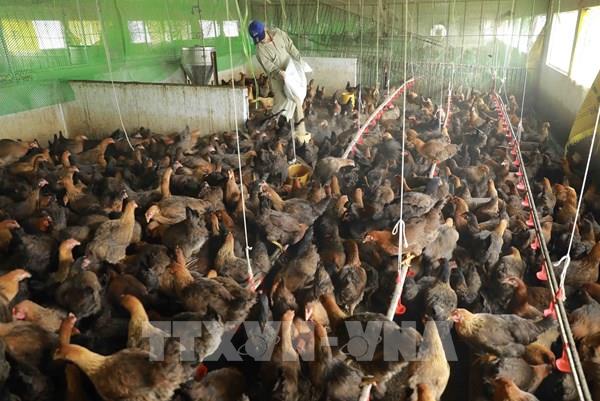 Thủ tướng chỉ đạo triển khai các giải pháp kiểm soát phòng, chống bệnh cúm gia cầm