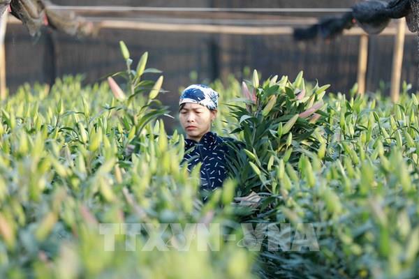 Làng hoa Tây Tựu phục vụ thị trường hoa Tết Tân Sửu 2021