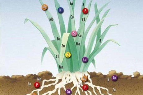 Trí tuệ nhân tạo dự đoán những vấn đề sinh trưởng của các loại cây trồng