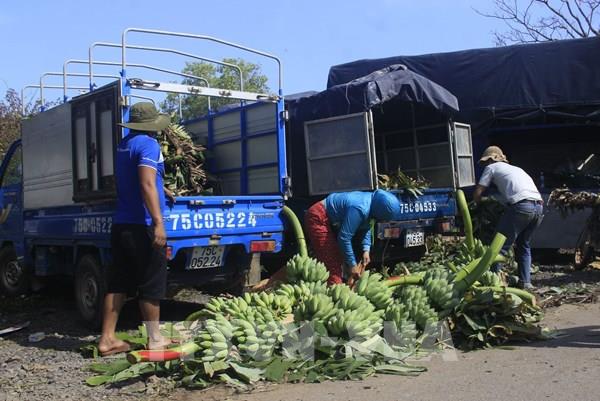Chuối mật mốc Tân Long được giá vụ Tết