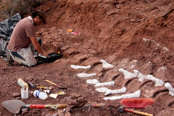 Phát hiện xương hóa thạch có thể của loài khủng long lớn nhất