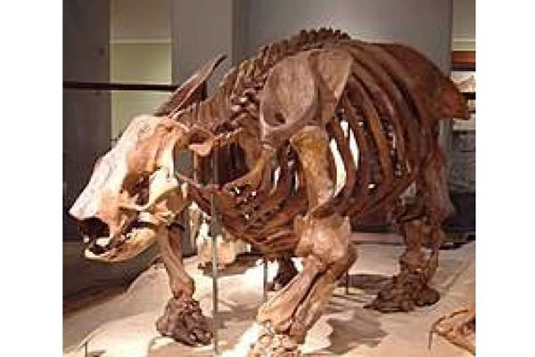 Phát hiện hóa thạch con lười khổng lồ có niên đại 3,5 triệu năm