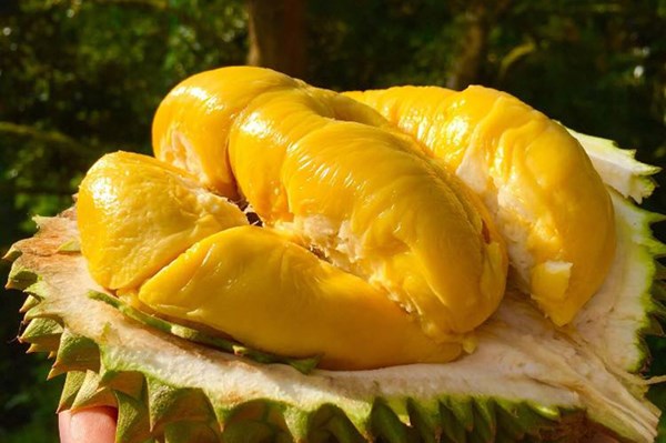 Sầu riêng Malaysia lần đầu tiên thâm nhập thị trường Nhật Bản