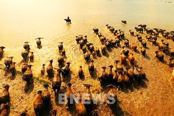 Ký ức mùa len trâu