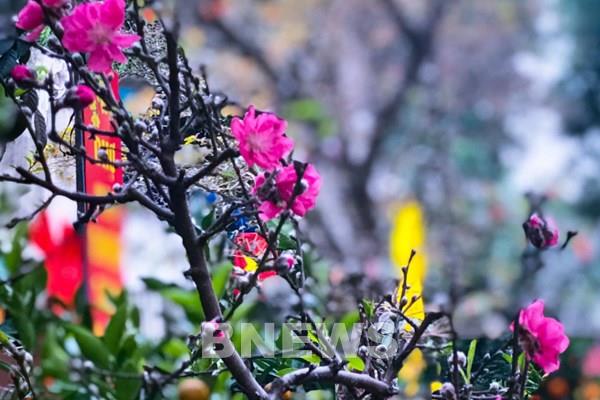 Tết Nguyên đán và những phong tục của người Việt