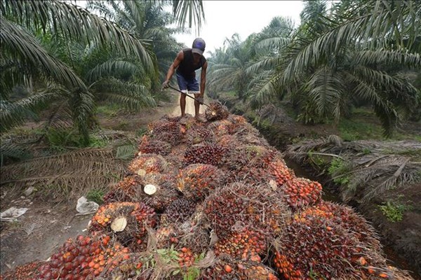 Thái Lan dành 295 triệu USD cho chương trình đảm bảo giá dầu cọ