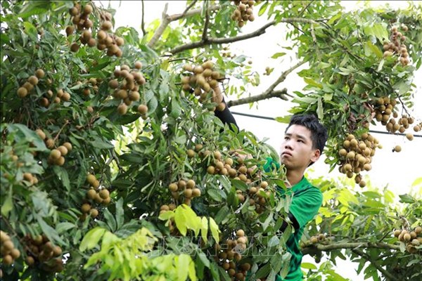 Các vùng nhãn ở Hưng Yên mất mùa lớn, giá rớt thê thảm