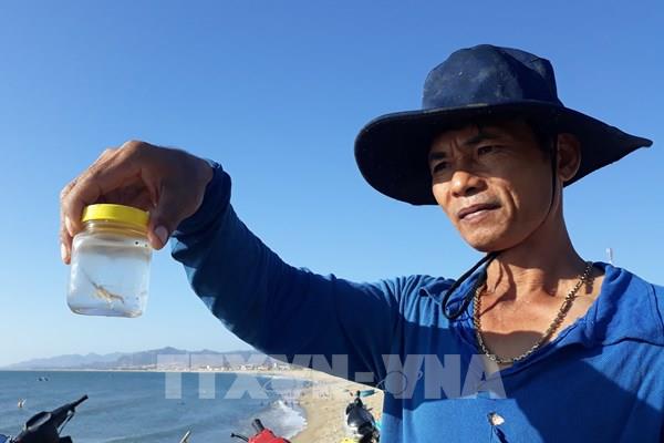 Ngư dân được mùa khai thác tôm hùm giống