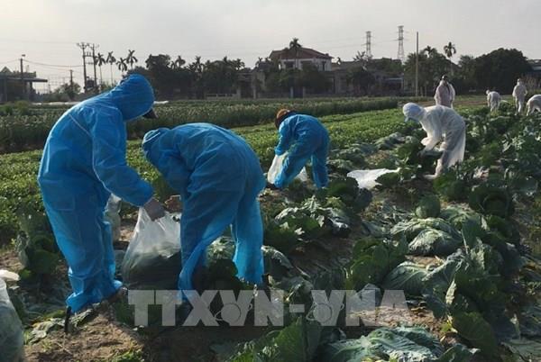 Hải Dương chung tay giải cứu nông sản