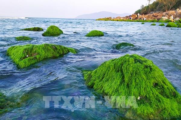 Khám phá vẻ đẹp mùa rêu Nam Ô