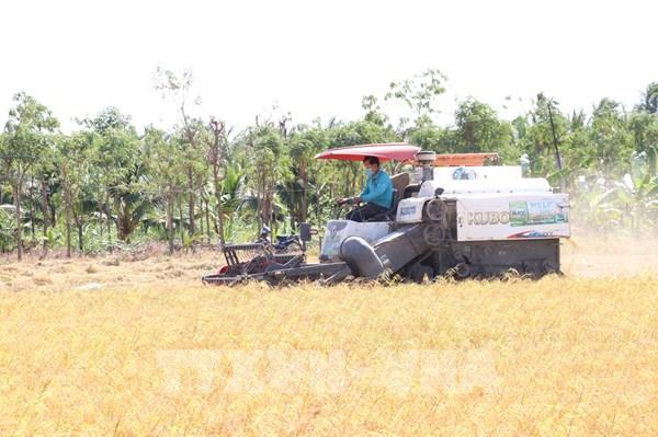 Lúa Thu Đông tăng giá cao kỷ lục