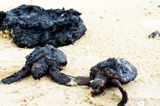 Israel đóng cửa toàn bộ bãi biển Địa Trung Hải do sự cố tràn hắc ín