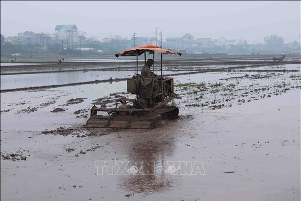 Nhiều huyện của Hà Nội đã lấy đủ nước gieo cấy lúa