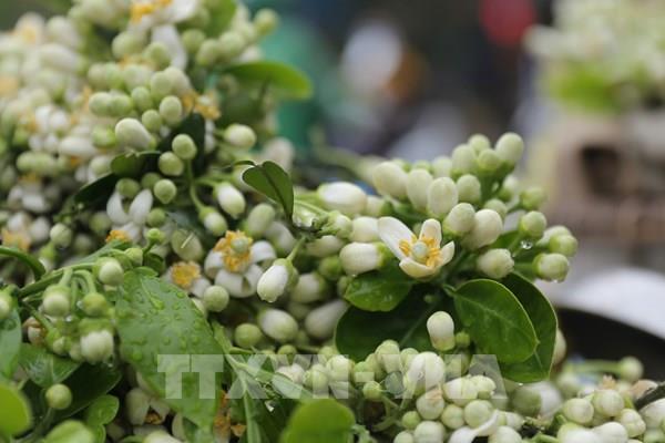 Hà Nội ngát hương mùa hoa bưởi