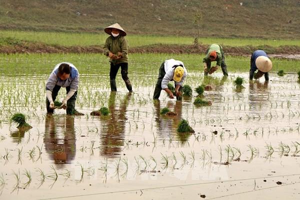 Hà Nội điều chỉnh kế hoạch sản xuất vụ Đông