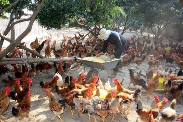 Hải Dương: Còn khoảng 700.000 con gà đồi Chí Linh cần tiêu thụ