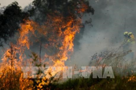 Mỹ: Hàng trăm người sơ tán do cháy rừng lớn tại bang Arizona