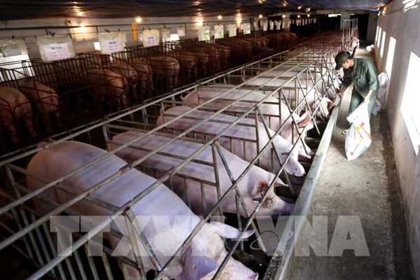 Ngành chăn nuôi đặt mục tiêu tăng trưởng giá trị sản xuất bình quân khoảng 5-6%