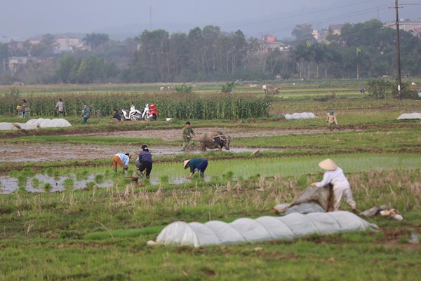 Trên 16% diện tích gieo cấy vụ Đông Xuân đã có nước