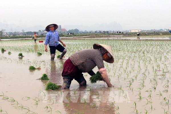Trong tháng 2, các tỉnh phía Bắc sẽ kết thúc gieo cấy vụ Đông Xuân