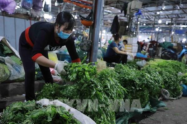 Hà Nội: Rau củ "xanh tươi", người trồng vẫn "héo"