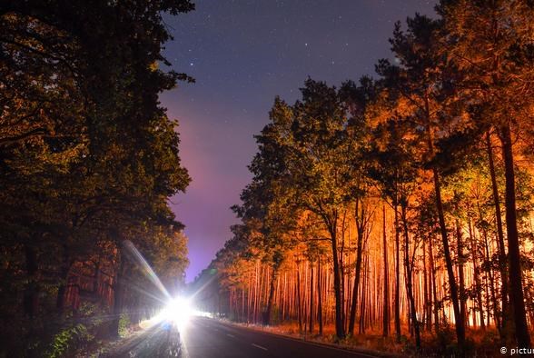 Rừng tại Đức suy giảm kỷ lục năm 2020