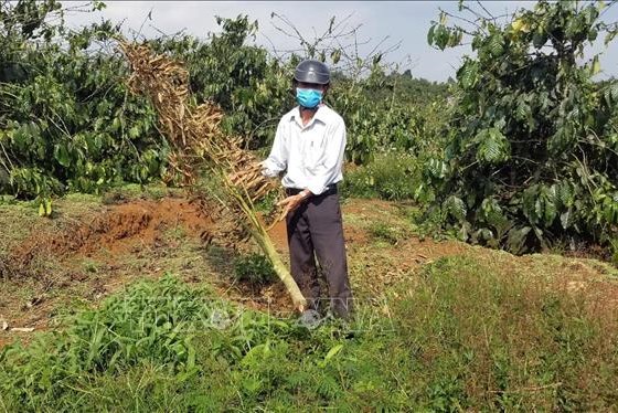 Lâm Đồng khởi tố đối tượng chặt phá vườn cây, hủy hoại tài sản của người dân