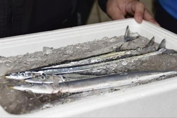 Nhật Bản và 7 nền kinh tế khác nhất trí giảm 40% hạn ngạch đánh bắt cá thu