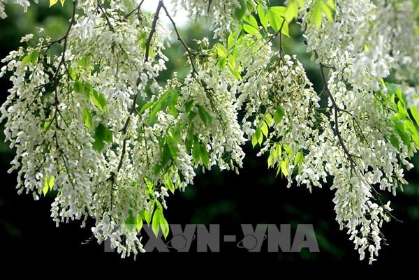 Hoa sưa đua sắc trên các tuyến phố ở Thái Bình