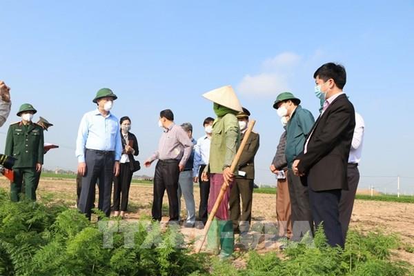 Tín hiệu vui cho xuất khẩu cà rốt Hải Dương