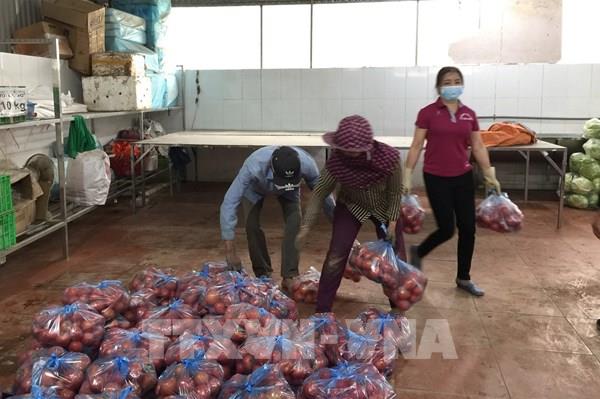 Hàng trăm ha rau màu ở xã vùng dịch của Hưng Yên bị ế đọng