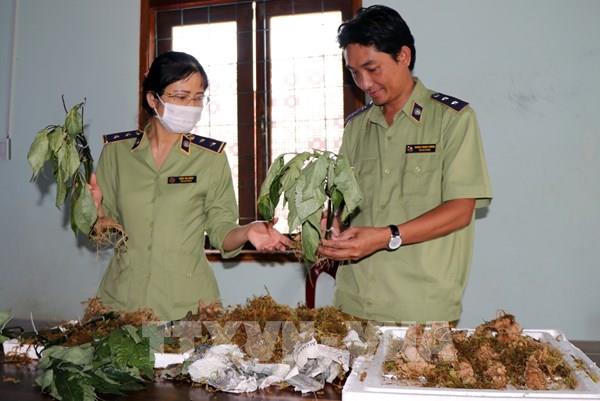 Nhiều loại củ "đội lốt" sâm Ngọc Linh Kon Tum bán cho người tiêu dùng