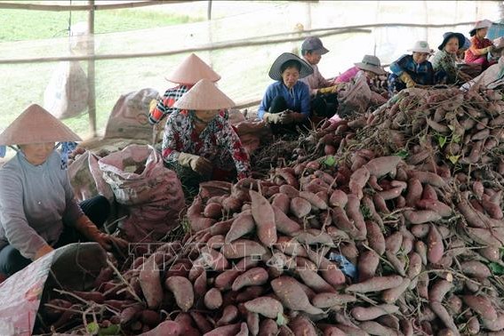 Đồng Tháp sản xuất khoai lang đạt tiêu chuẩn xuất khẩu