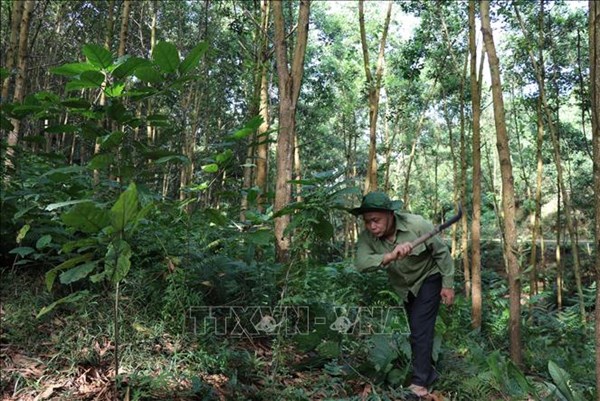 Yên Bái: Hơn 56.000 hộ gia đình, cá nhân được hưởng dịch vụ môi trường rừng