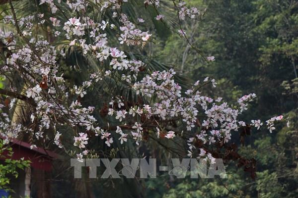 Sắc ban đầu mùa nơi phố núi Mường Thanh