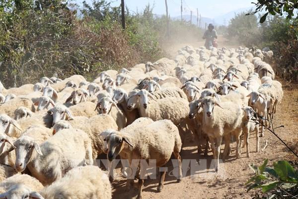 Ninh Thuận phát triển chăn nuôi cừu theo hướng công nghiệp