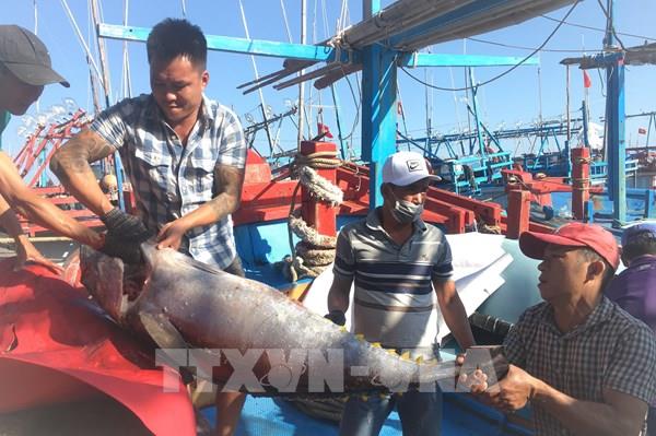 Khánh Hòa: Sản lượng đánh bắt cá ngừ sụt giảm