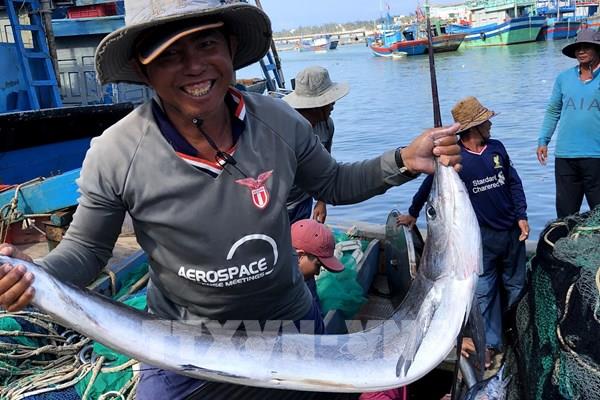 Ngư dân trúng đậm cá cờ đầu năm mới