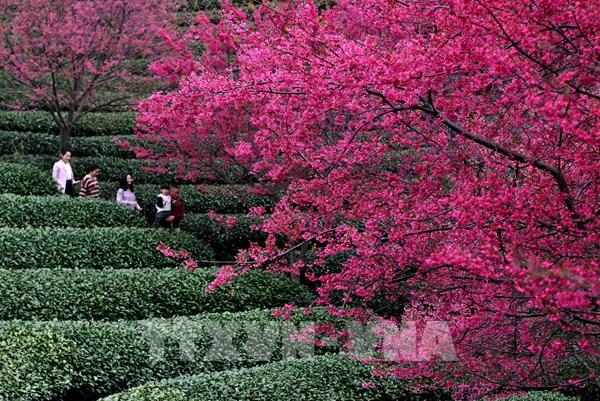 Hoa anh đào nở rộ tại Trung Quốc