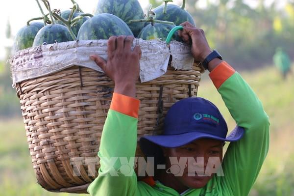 Nới lỏng giãn cách xã hội, giá dưa hấu tăng cao