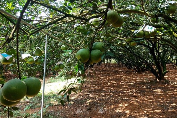 Xây dựng Bộ tiêu chí nông thôn mới Đồng Nai giai đoạn 2021-2025
