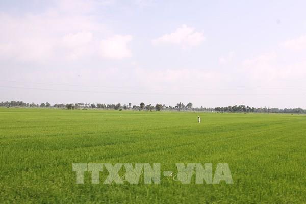 Bất chấp khuyến cáo, nông dân vẫn xuống giống lúa vụ 3