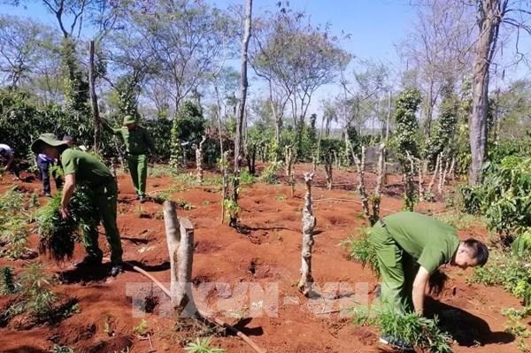 Đắk Lắk: Liên tiếp phát hiện các vụ trồng cần sa trái phép