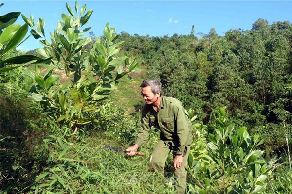 Tuyên Quang ưu tiên phát triển kinh tế lâm nghiệp