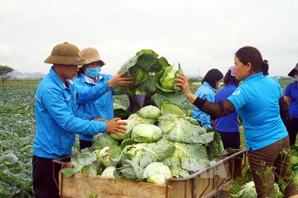 Nghệ An hỗ trợ người dân tiêu thụ rau màu