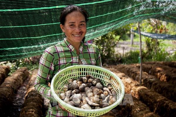 Trồng nấm rơm giúp người dân Khmer ổn định kinh tế