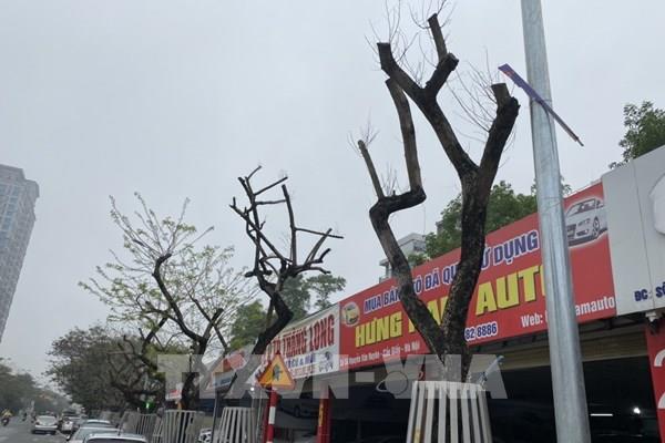 Nhiều cây sưa đỏ ở Hà Nội bị chết: Xem xét trách nhiệm thế nào?