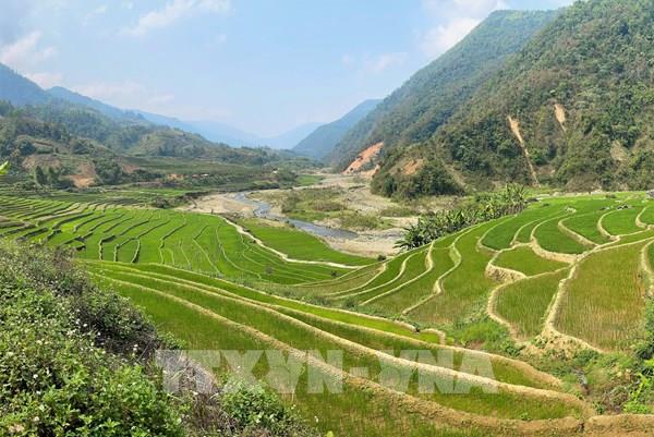 Vẻ đẹp của ruộng bậc thang mùa mạ non nơi biên giới